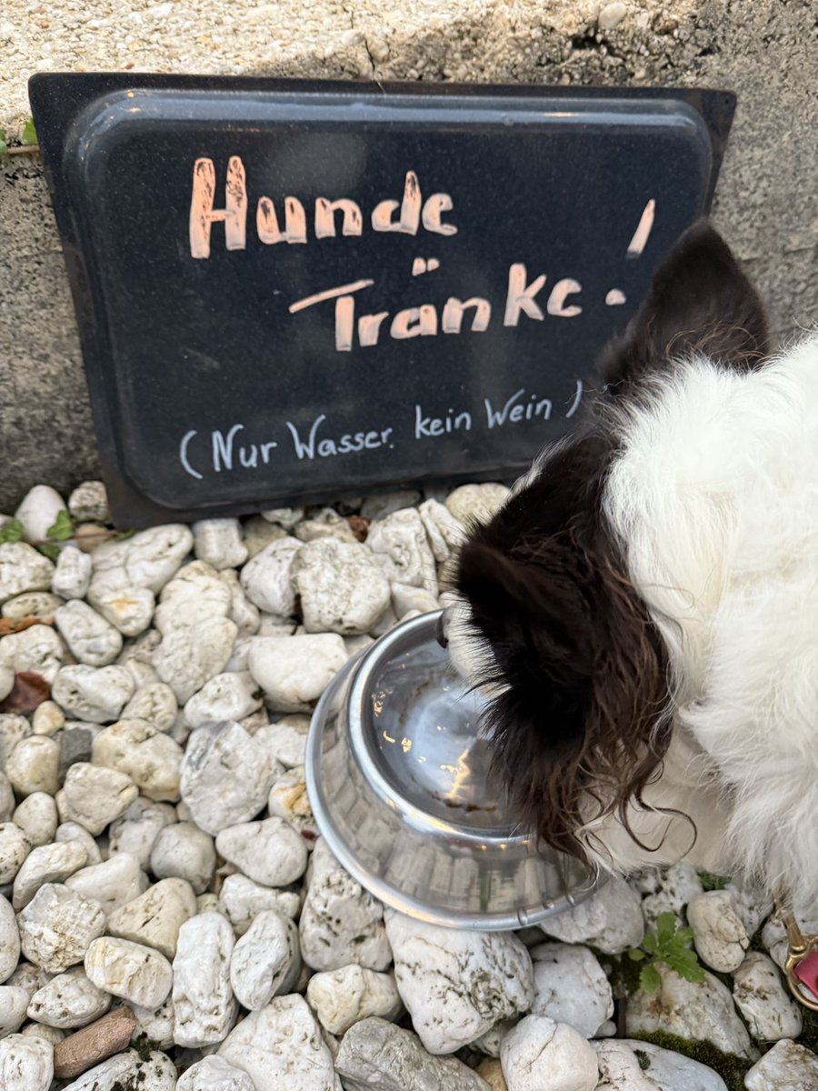 CbhTt's tweet image. *empör* 

#penny #bordercollie