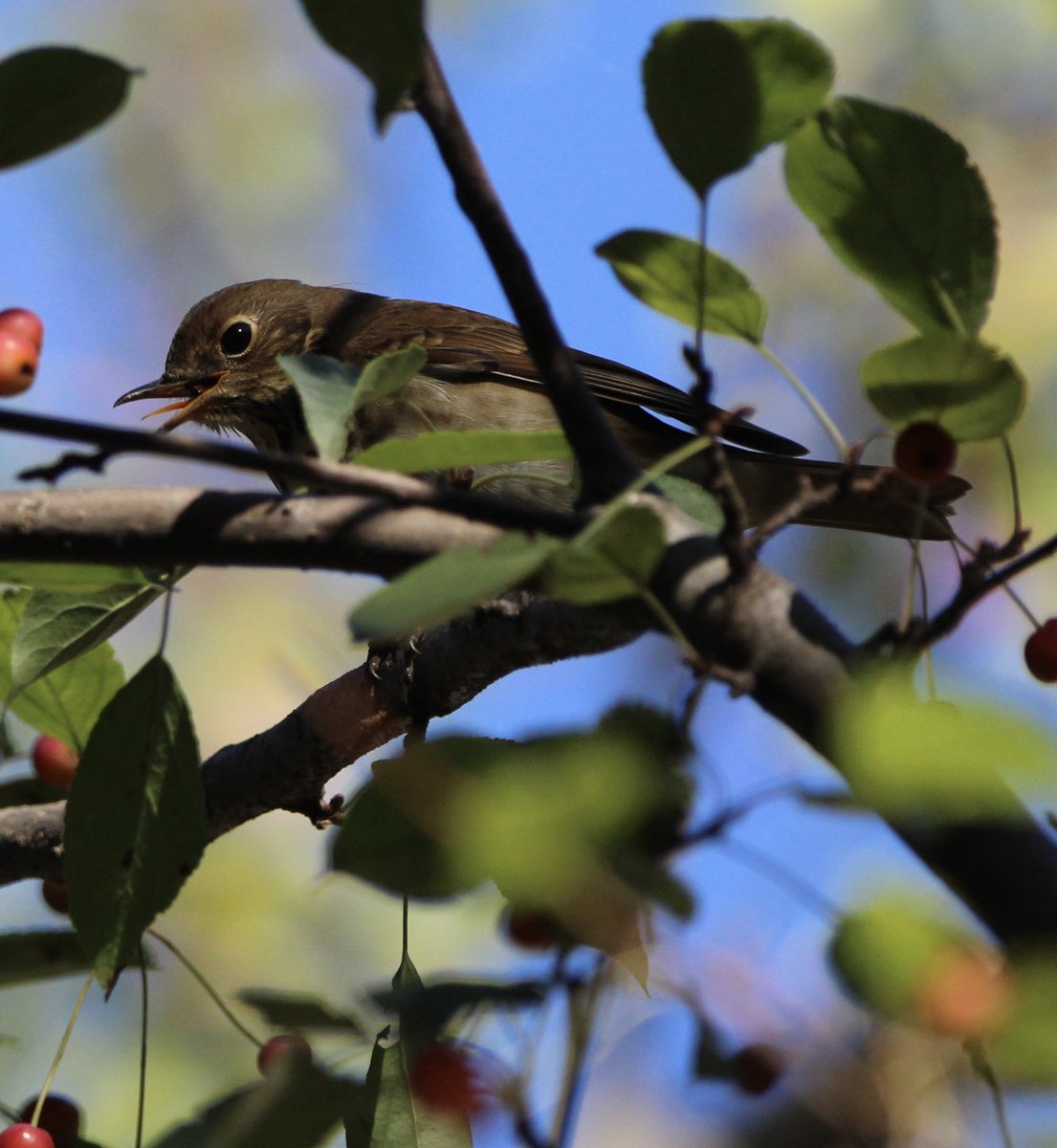 skgrif26's tweet image. Never thought I’d get such a good look at a Hermit Thrush’s TONGUE!? Too cute!! Washington Market Park, 10/10/2026. #birdcpp