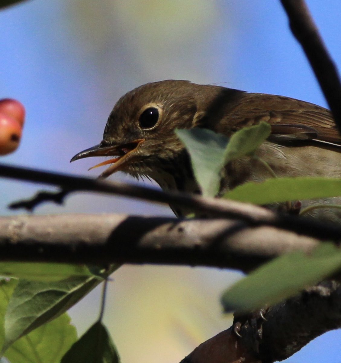 skgrif26's tweet image. Never thought I’d get such a good look at a Hermit Thrush’s TONGUE!? Too cute!! Washington Market Park, 10/10/2026. #birdcpp