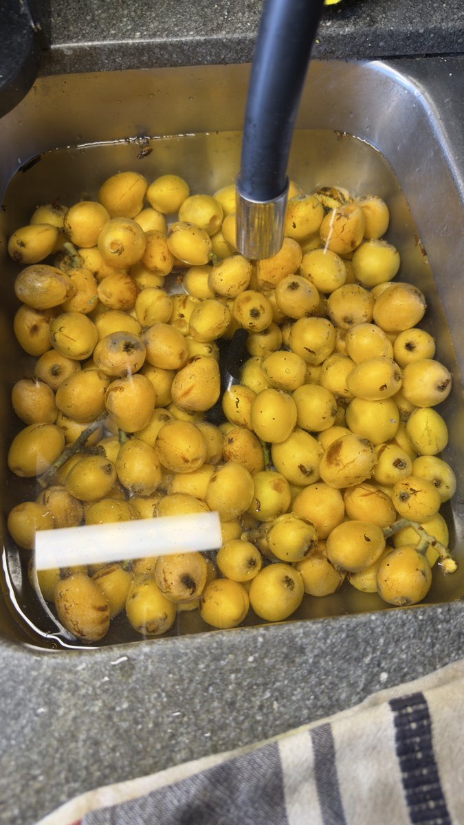 ChechoADM's tweet photo. Poca gente come este fruto, veo en la calle árboles llenos de fruta q nadie come y caen podridos al piso. 
Acá no le damos oportunidad! 
Saben q fruta es? https://t.co/uMLWph28v4