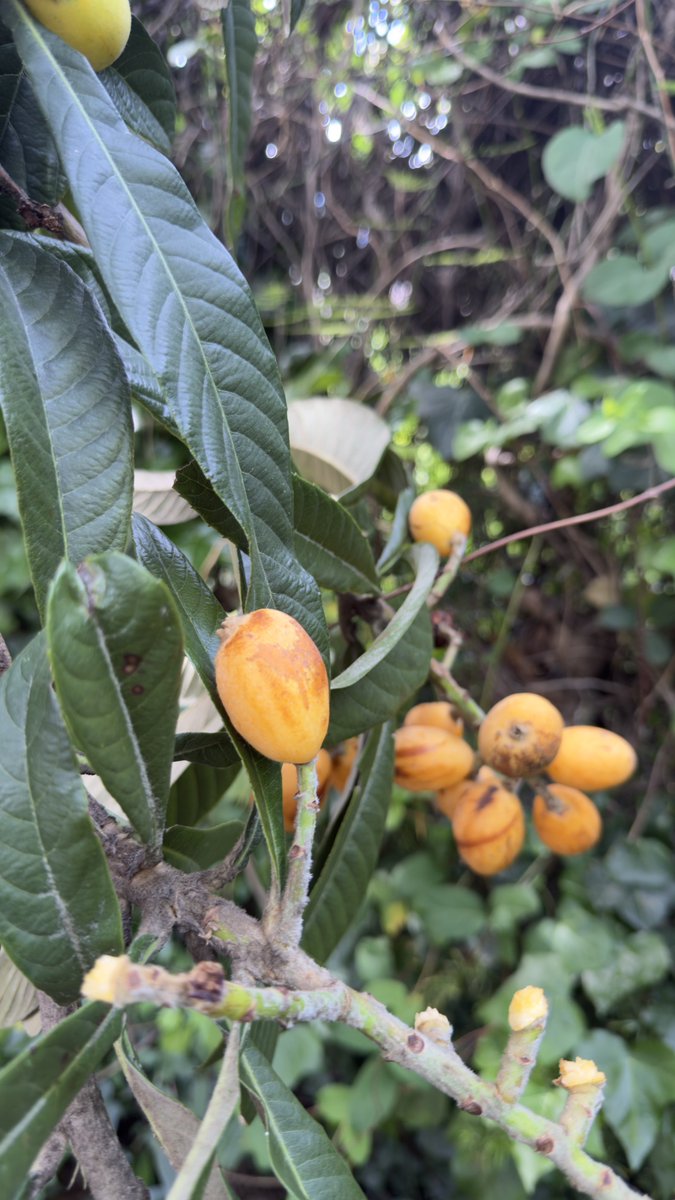 ChechoADM's tweet photo. Poca gente come este fruto, veo en la calle árboles llenos de fruta q nadie come y caen podridos al piso. 
Acá no le damos oportunidad! 
Saben q fruta es? https://t.co/uMLWph28v4