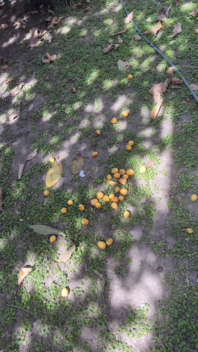ChechoADM's tweet photo. Poca gente come este fruto, veo en la calle árboles llenos de fruta q nadie come y caen podridos al piso. 
Acá no le damos oportunidad! 
Saben q fruta es? https://t.co/uMLWph28v4