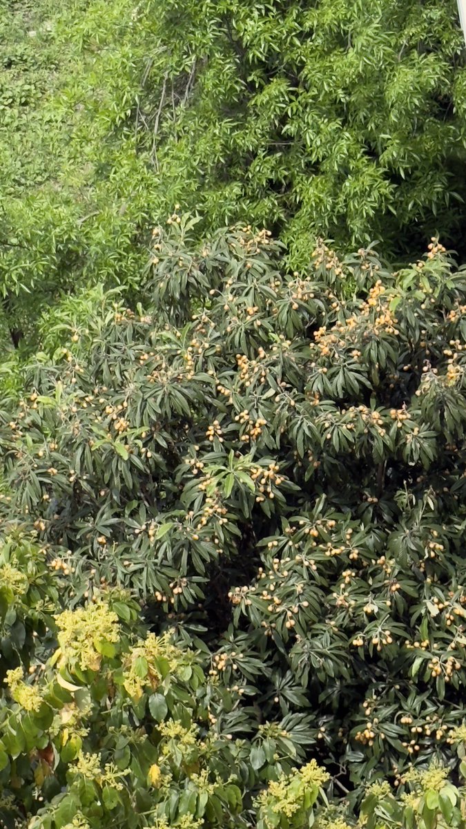 ChechoADM's tweet photo. Poca gente come este fruto, veo en la calle árboles llenos de fruta q nadie come y caen podridos al piso. 
Acá no le damos oportunidad! 
Saben q fruta es? https://t.co/uMLWph28v4