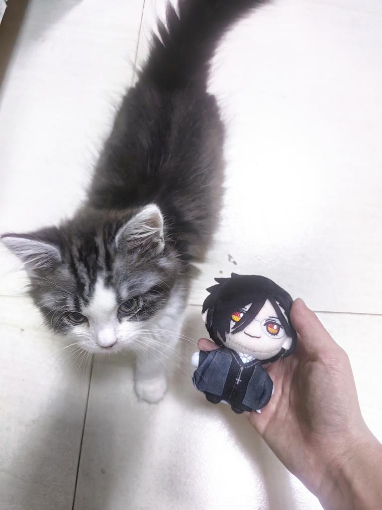 💤🏔Nemu (@c81172) on Twitter photo 