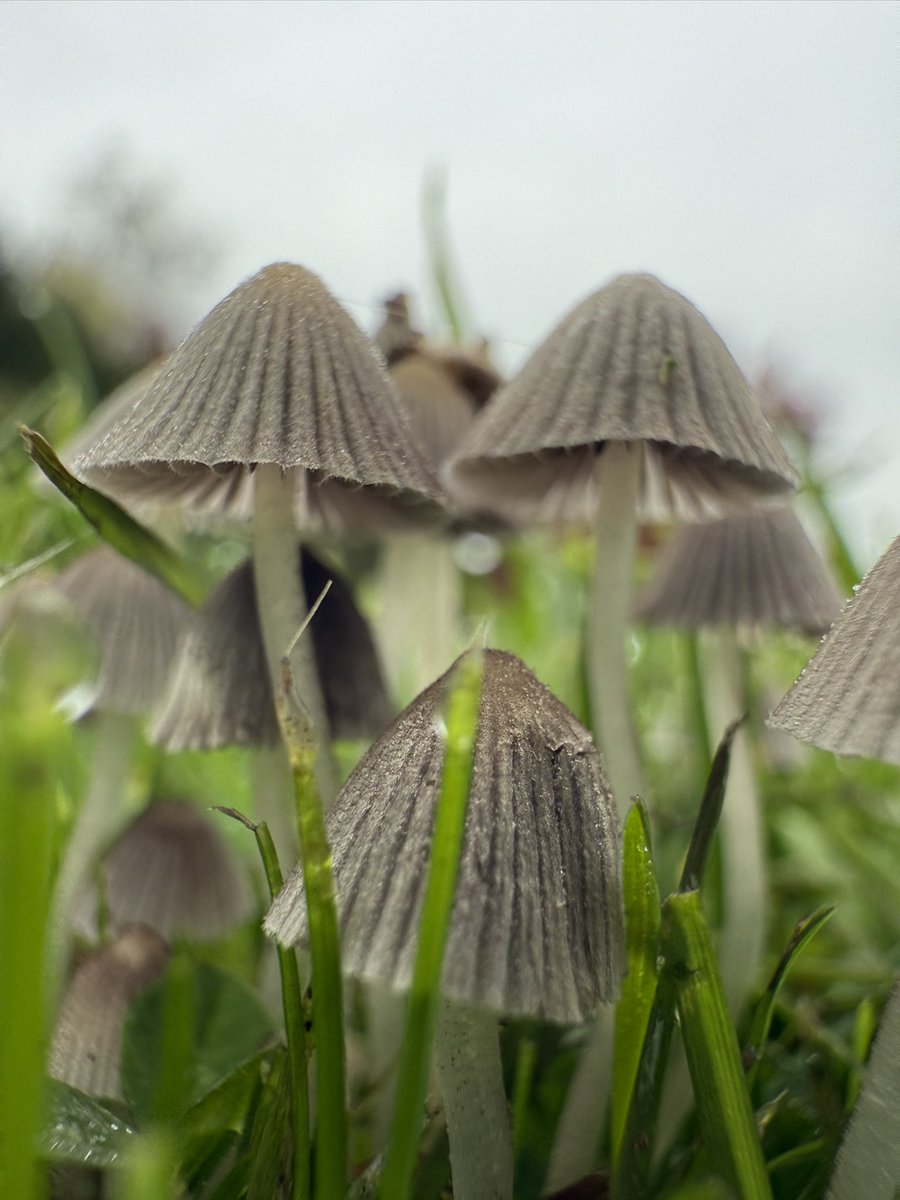 milf_gaard's tweet photo. Look at these mushrooms i found 🍄 https://t.co/BmEGc27AEk