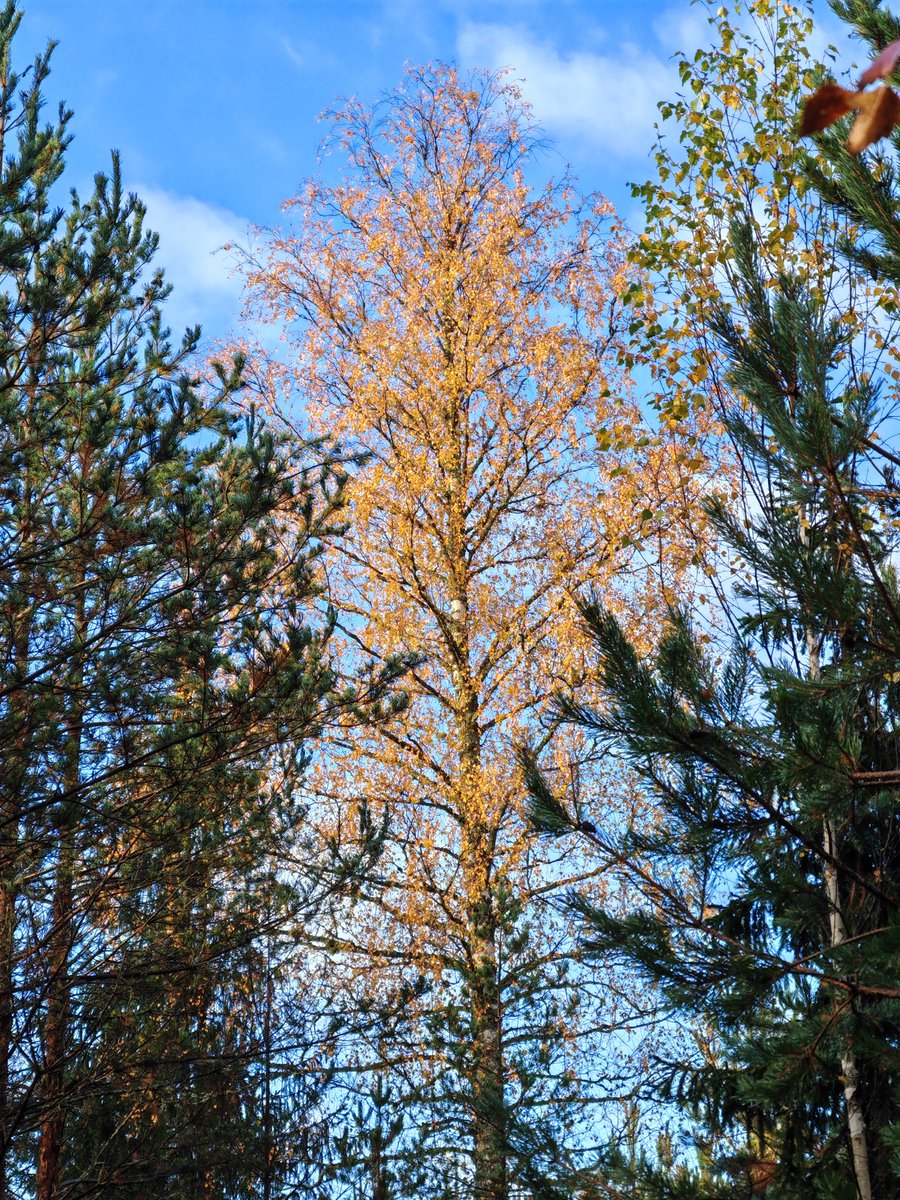 Ruskan sävyjä #Luumäki