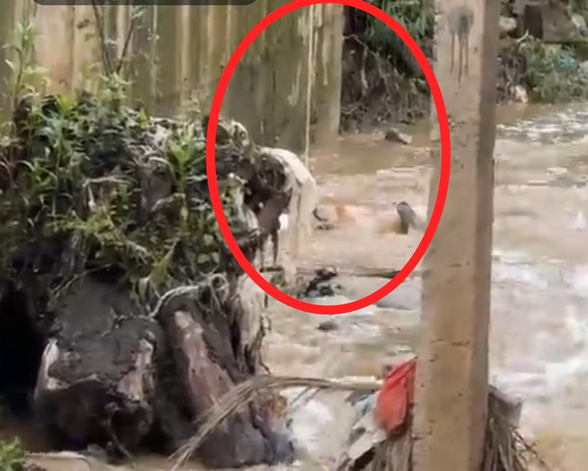 HalconOnce's tweet image. “Hallan cuerpo sin vida en el Río Totolinga”

Esta mañana entre las colonias La Cañada y Raquelito, en #Naucalpan #Edomex, fue localizado el cuerpo de un hombre flotando, atado de pies y manos.

Vecinos realizaron el hallazgo y dieron aviso a las autoridades. 

El área permanece…