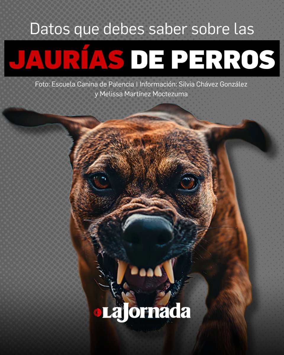 🔺 Ataques de jaurías en el Edomex: el reflejo del abandono y la falta de educación canina 🐶

En el Estado de México, jaurías de perros mataron a tres personas en Huehuetoca y Tecámac y en Ixtapaluca una mujer logró ser rescatada por un automovilista, pero ¿por qué los perros