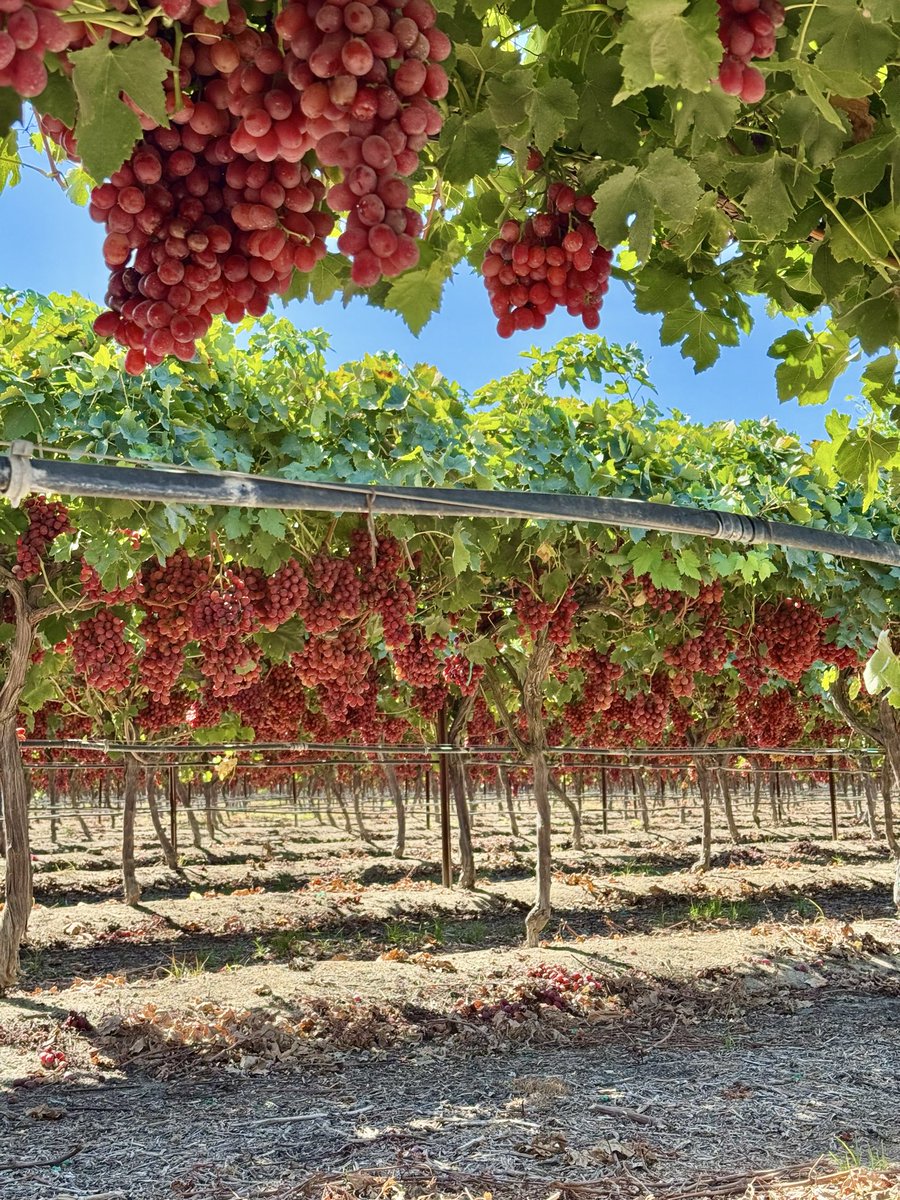 Good morning. My friend’s red table grapes near Fresno, California. It takes a tremendous amount of hand labor to produce these grapes- pruning, leafing, trimming, picking, packing. But they are so good!