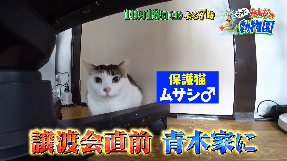 keyaki46chan's tweet image. 次回放送予定の #嗚呼みんなの動物園 に青木マッチョさんご登場💪
保護猫ムサシは青木マッチョさんには心を開いてきているものの、
更なる人慣れのため猫歴20年の木村カエラさんがお宅訪問でどうなるでしょうか🐱
