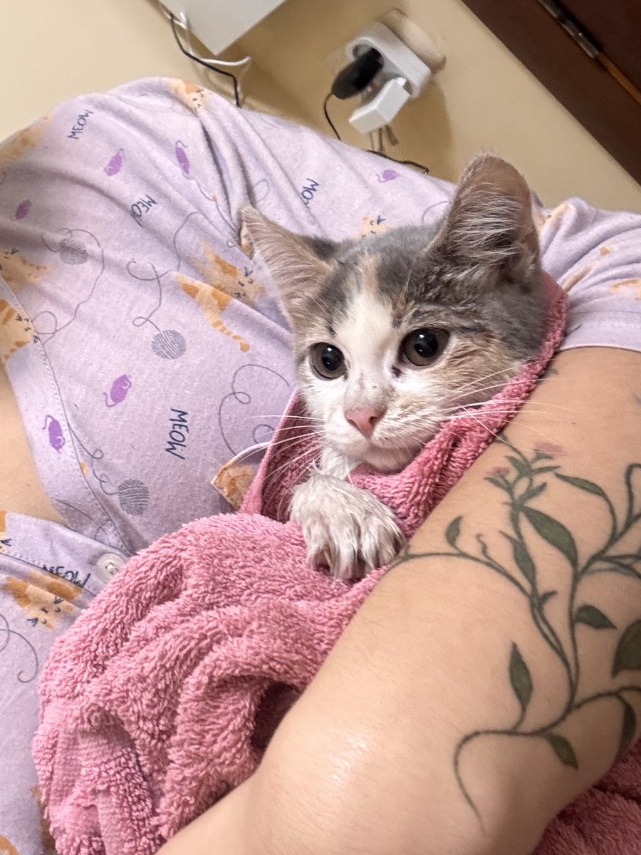 homobanderivka's tweet image. Придумайте імʼя цьому нещастю 😭
А ще краще заберіть додому!!!