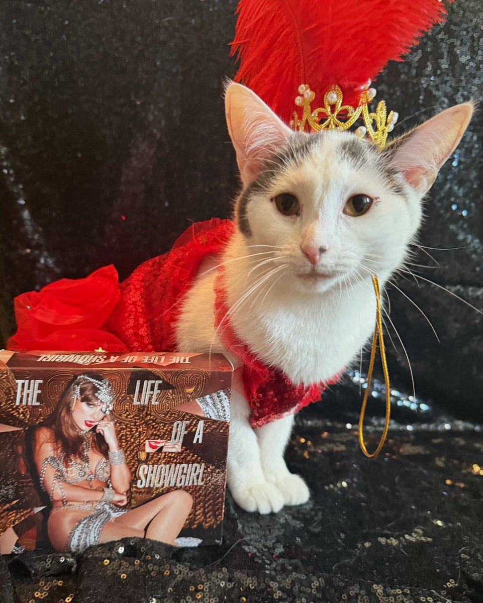 cass_kellogg15's tweet photo. @taylornation13 Peep is celebrating in costume! https://t.co/6apLgQ7KSE