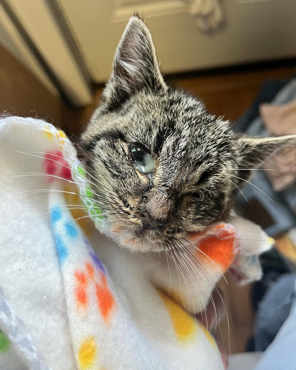 Mother Cat Rescue tweet media