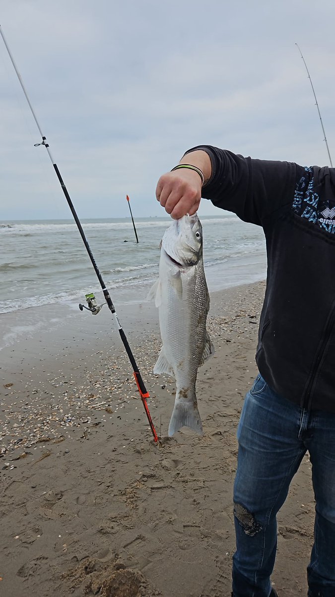 JefB83's tweet photo. Was een heerlijke #zeevis middag!! Met een heerlijke knoeperd van een zeebaars!!
Nog wat grote botten en kleinere zeebaarsjes gevangen... 

#genieten https://t.co/D5gXe8P78n