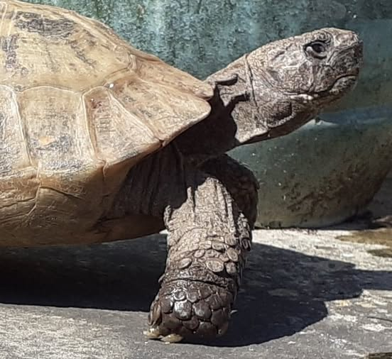 AlbertTortoise's tweet image. Power pose. This is #ALBERTthetortoise reporting a fair day. HE did OK at a #bookshop with our #Christmas #book #storytime #events marking #BookshopDay. My advice helped. Hope the #weekend is treating you #kindly. #TakeCare AlbertTortoise.com
#tortoise #dinosaur #shell