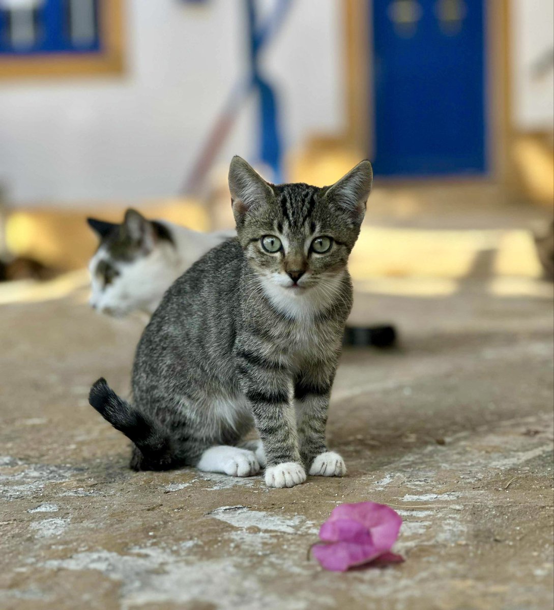 A wild kitten is pictured at one of the feeding stations we’ve set up on this tiny Greek island where we care for the Aegean #Cats 
You can help the #cats by donating now to the Cats of Iraklia Autumn Appeal to fund vital medicines, neutering &amp; food. Purr!
gofundme.com/f/cats-of-irak…