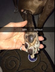 WagginTailsTnt's tweet image. Apply balm before and after walks to prevent dryness or cracking. (Before and after using Musher&apos;s Secret)

 waggintailstreatsnthings.com

#DogTips #PetHealth #PawProtection #DogCare #HealthyPup #FurBaby #PetLove #DogParents #PetEssentials #HappyDog