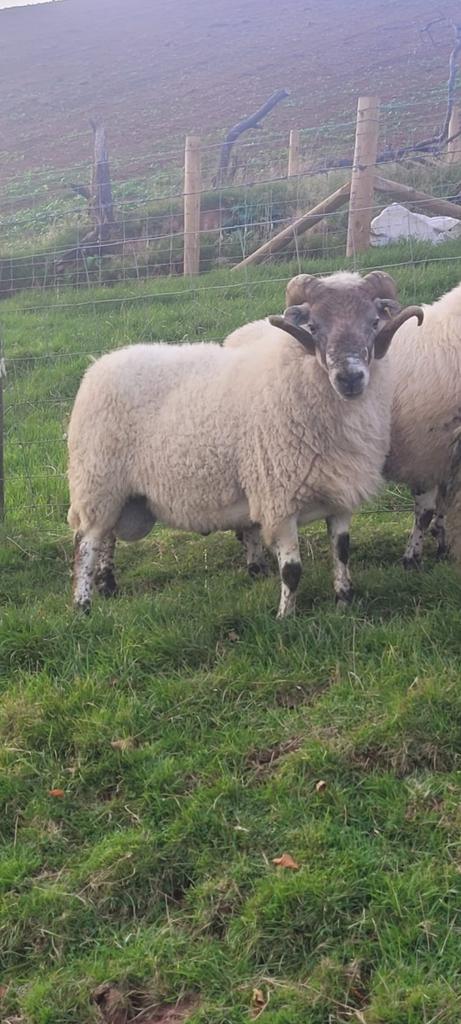 Went to market with lambs came home with a tup, proper grey faced  speckled tup, hardy and handsome all for £130