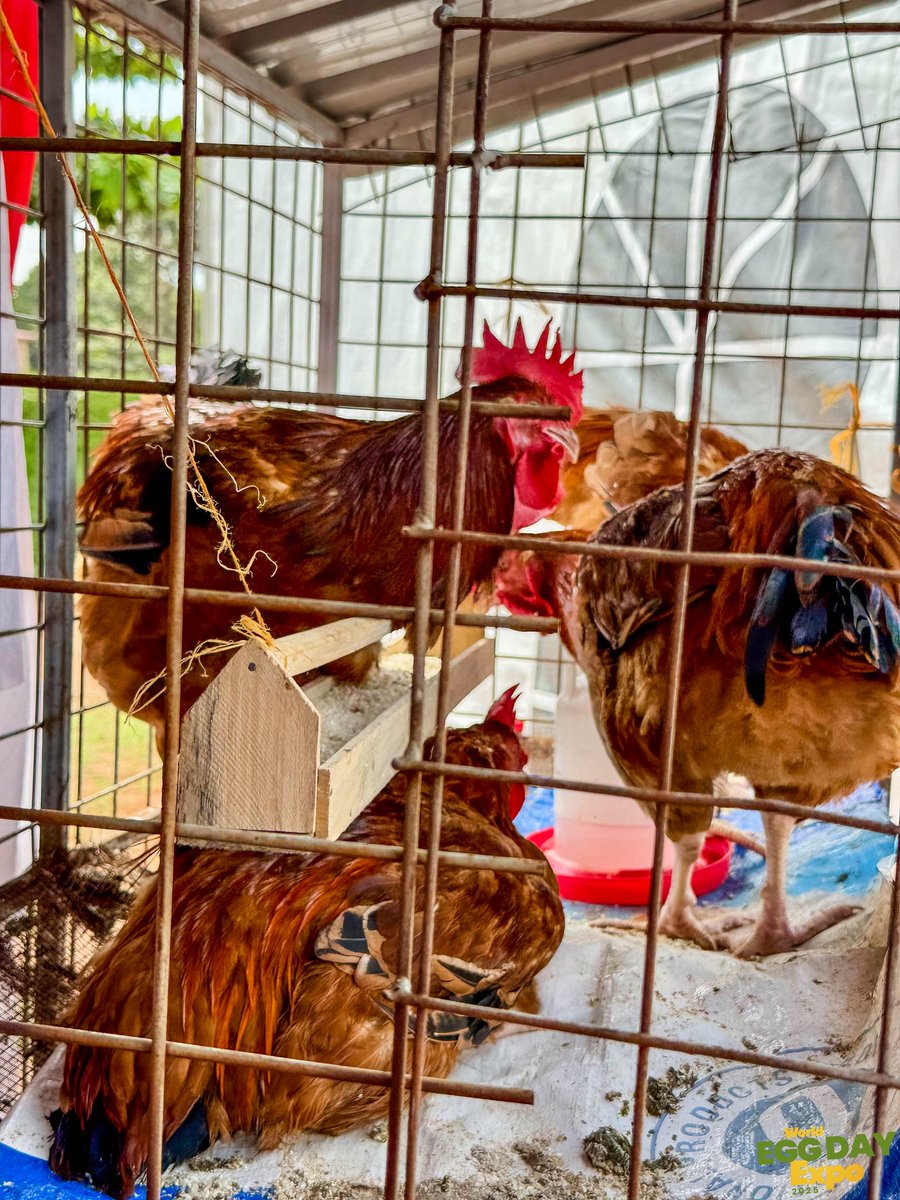 DrRwamiramaBK's tweet photo. I today officiated at the Egg Day Expo 2025 at Old Kampala Secondary School. The event that attracted hundreds of young people, farmers, investors, and poultry value chain stakeholders was organized under the theme: One Egg All benefits https://t.co/dPRCnxiOOD