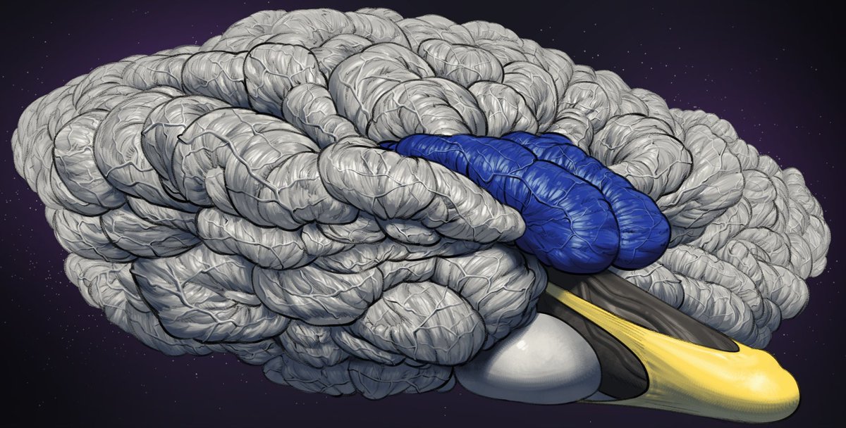 Owl has reached new level of overgrowth in immobile muscleblob mass and all lost in lust of growth, but bigger is always better :>

Art by amazing <a href="/Guzreuef/">guzreuef.bsky.social</a>