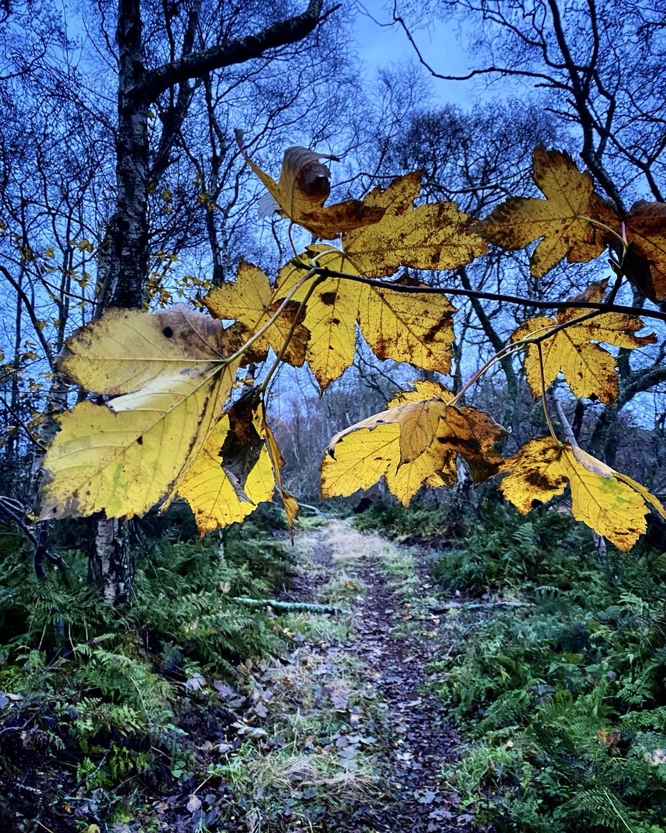 AilishSinclair's tweet image. An autumn evening. #Scotland