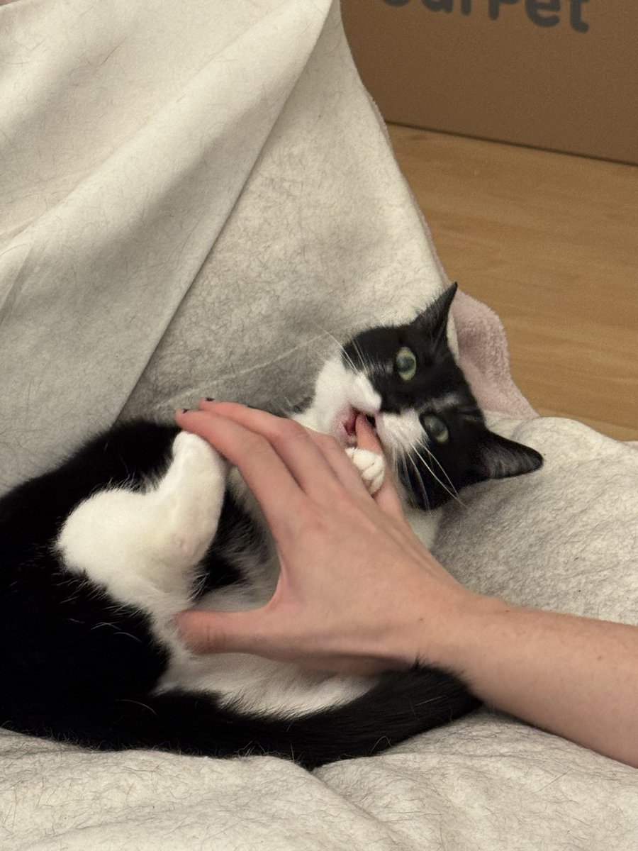 snurrbertline's tweet photo. it all started with a simple boop.. 
#catsoftwitter https://t.co/8ae7qRqdmE