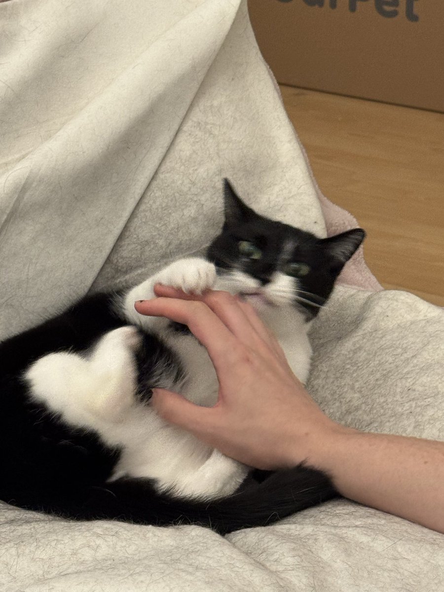 snurrbertline's tweet photo. it all started with a simple boop.. 
#catsoftwitter https://t.co/8ae7qRqdmE