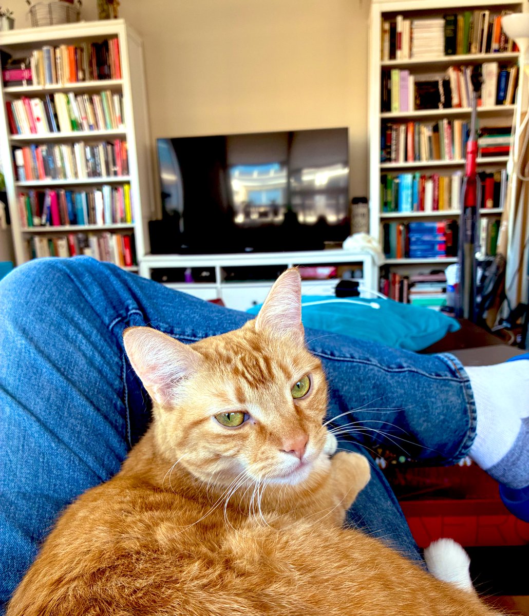 Chickpea