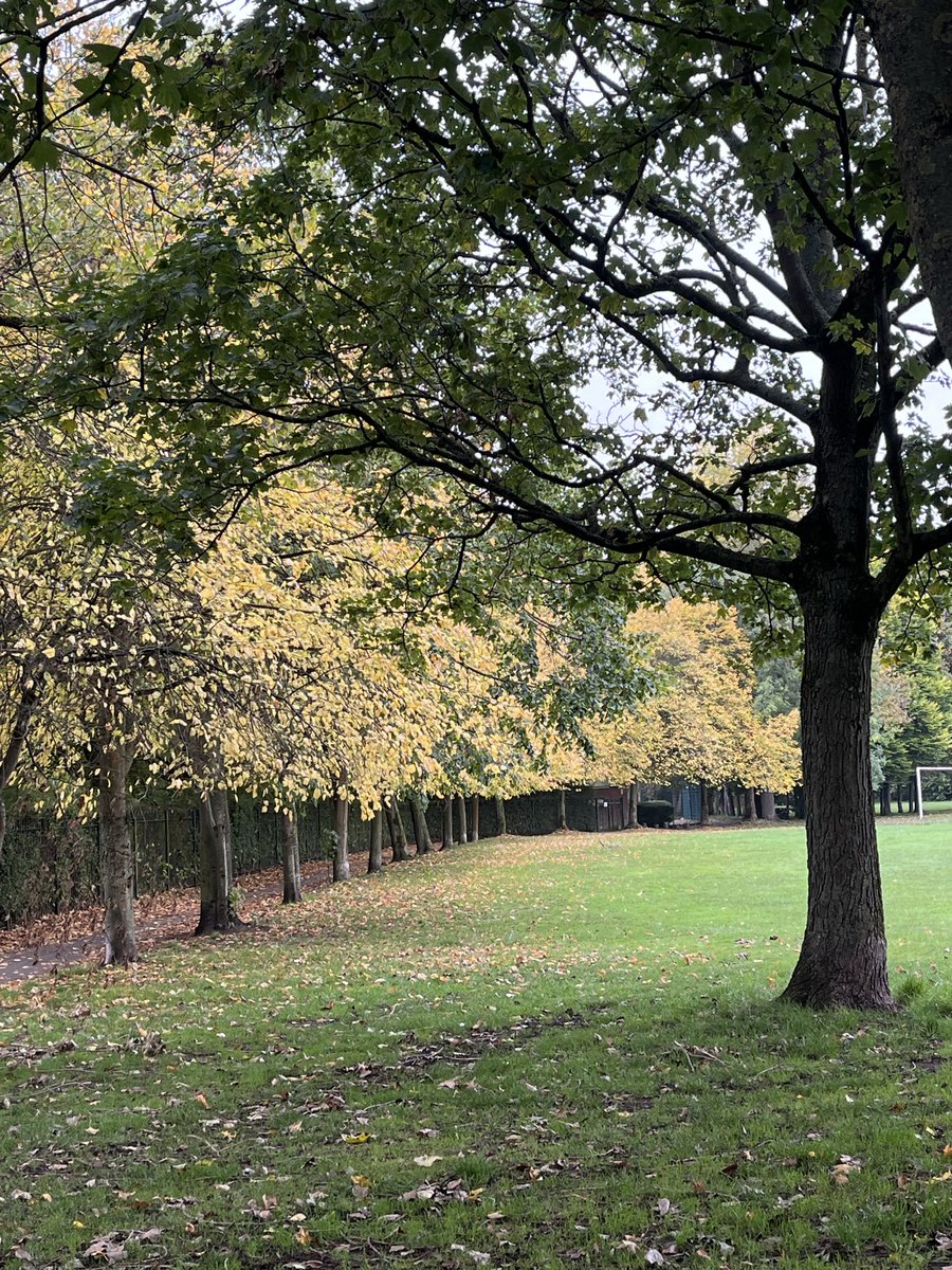 AmnahIqbal's tweet image. #SaturdayVibes Autumn walk to do some errands and appreciating how the trees look now. 🍁🍂
Made homemade lasagne carbing up for tomorrow’s Manchester Half.💪🏼😊