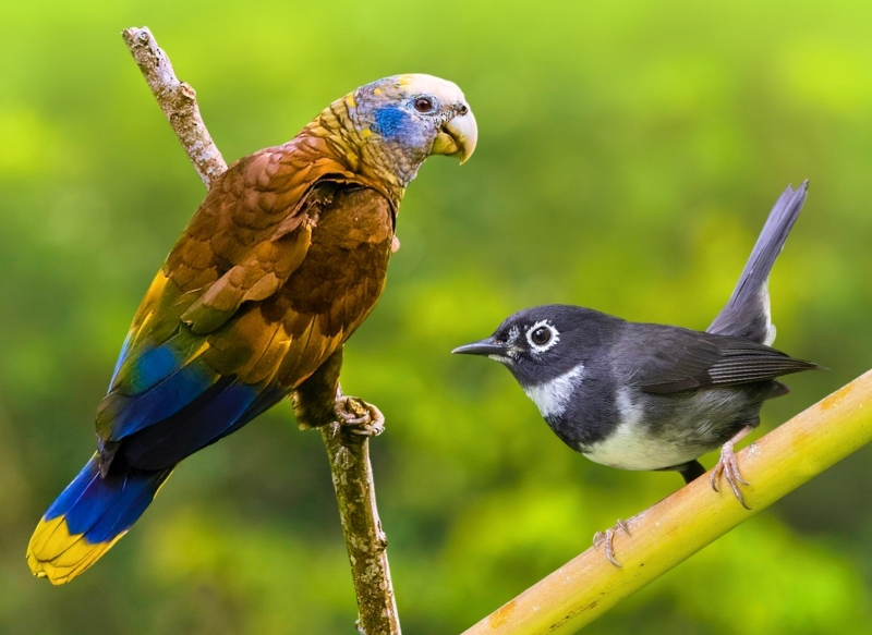 Birds Caribbean tweet media