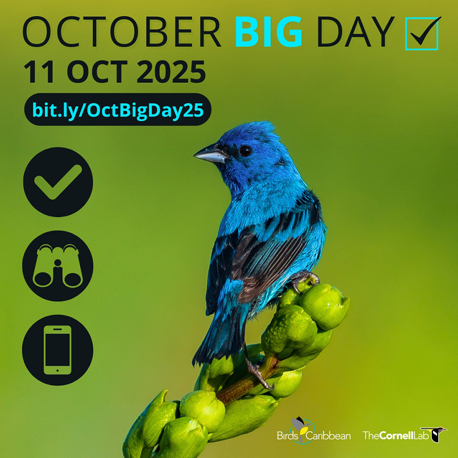 Birds Caribbean tweet media