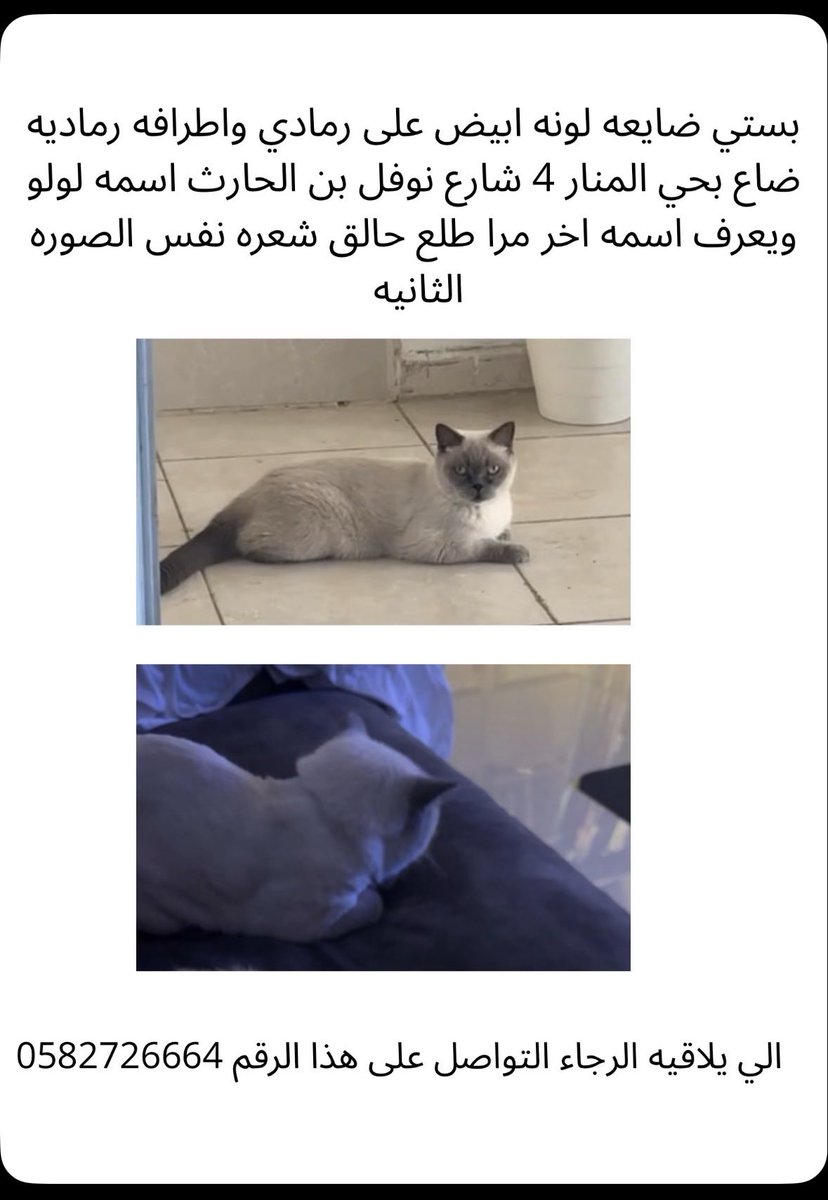 yoosha_e's tweet photo. #قطط_جدة 
#قطط_جده 
#قطط_الشارع https://t.co/63nSYhMYky