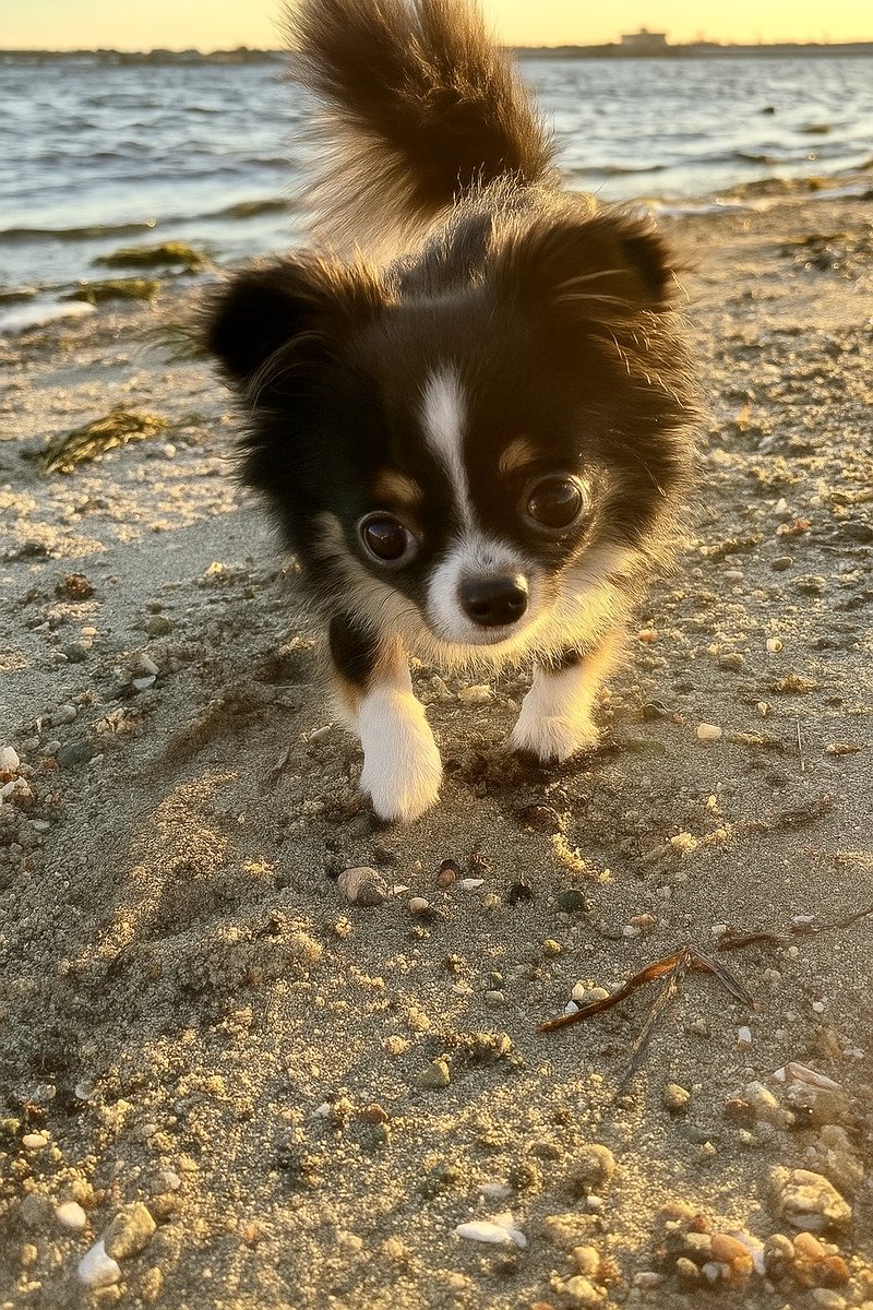 Piperpics2024's tweet image. Beach adventure! The ocean is big! It was pawsome! A wave barked at me and I barked back! 🏖️🩵