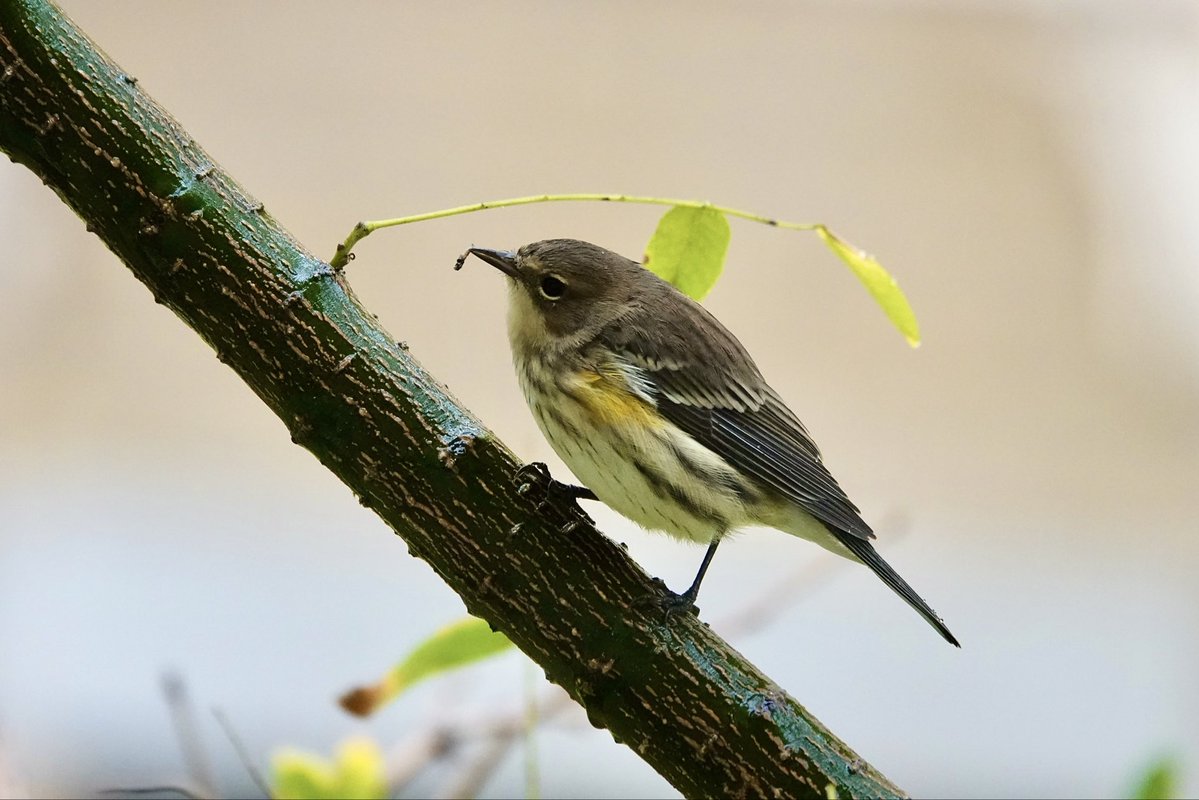 gigpalileo's tweet image. A bouquet of Yellow -rumped Warblers came by my neighborhood on 78th &amp;amp; York UES to take refuge from the rain this morning  and it’s a good thing they also got a chance to find insects in the J.Pagoda trees🤗
Safe travels !!!!!!
#birdcpp
#birding
#birdwatching