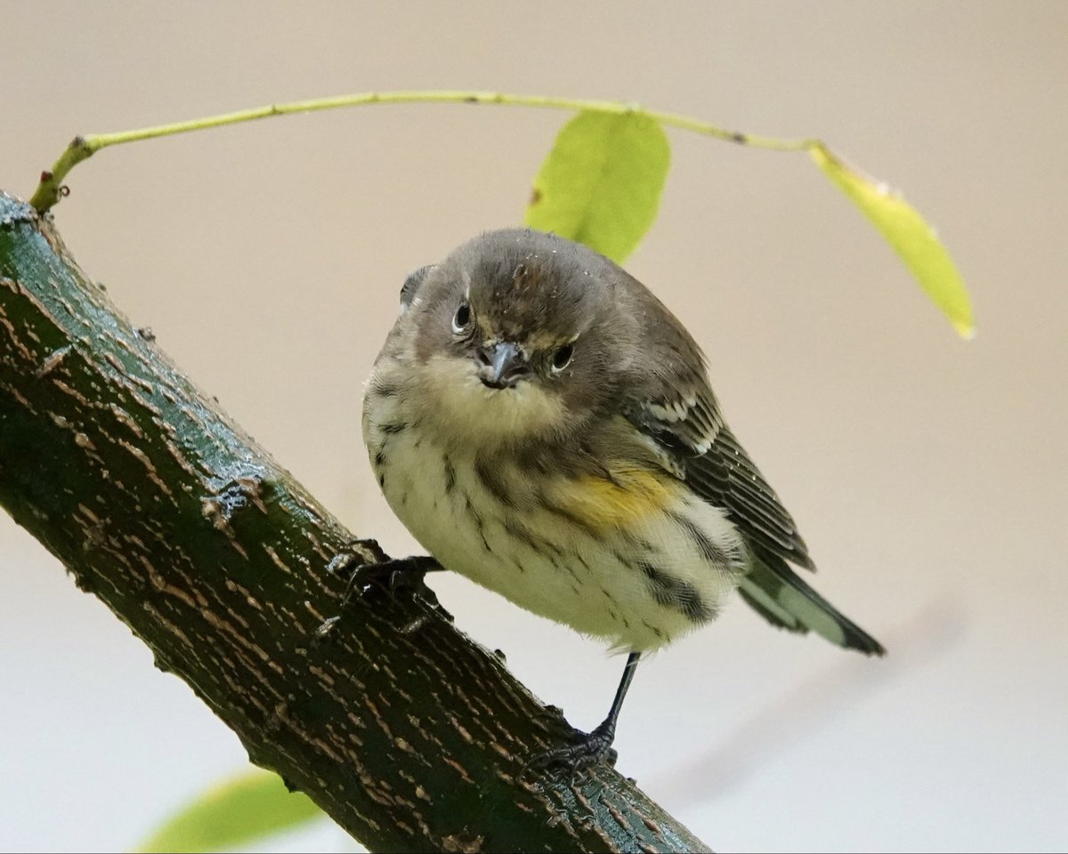 gigpalileo's tweet image. A bouquet of Yellow -rumped Warblers came by my neighborhood on 78th &amp;amp; York UES to take refuge from the rain this morning  and it’s a good thing they also got a chance to find insects in the J.Pagoda trees🤗
Safe travels !!!!!!
#birdcpp
#birding
#birdwatching