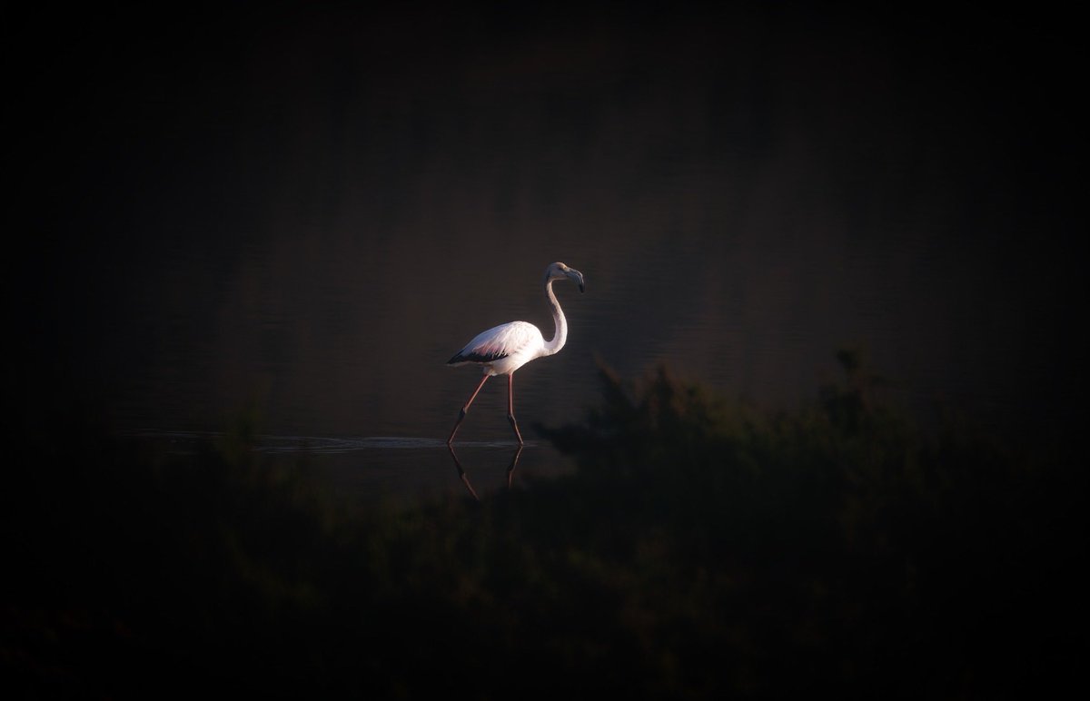 🔥Honored that “The Silent Sentinel” has been selected for the Campos de Luz International Photography Festival in Brazil.

A piece born from silence, now traveling to the land of light, Campos do Jordão, São Paulo, October 17–19.

Grateful to share this moment with so many