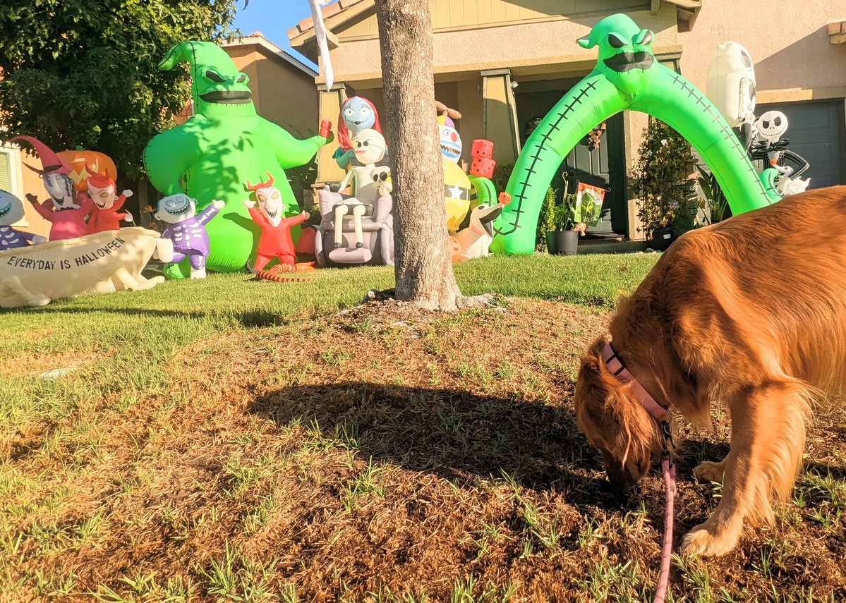 お散歩してたら、ハロウィン🎃の世界に迷い込んでしまった愛犬ジャスミン🐾