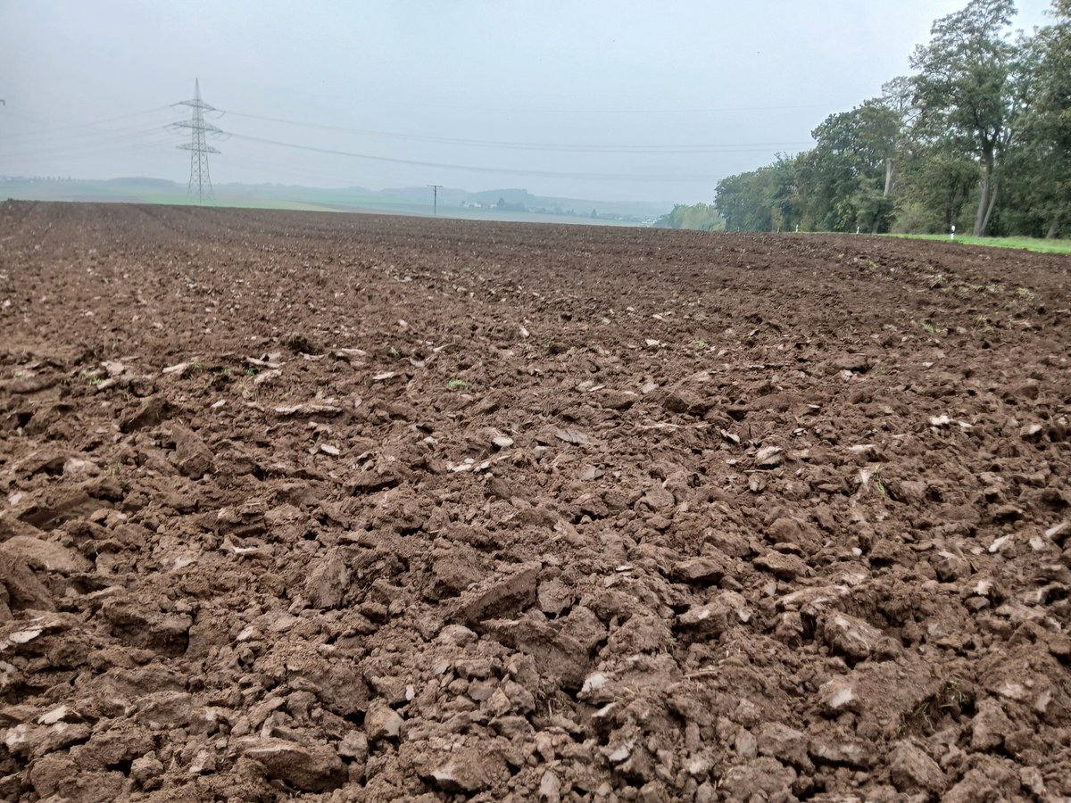 #Deutschland#Weizen#Gerste nach reichlichen Niederschlägen der letzten Tage und Wochen können die Felddarbeiten zur Aussaat des Wintergetreides fortgeführt werden.