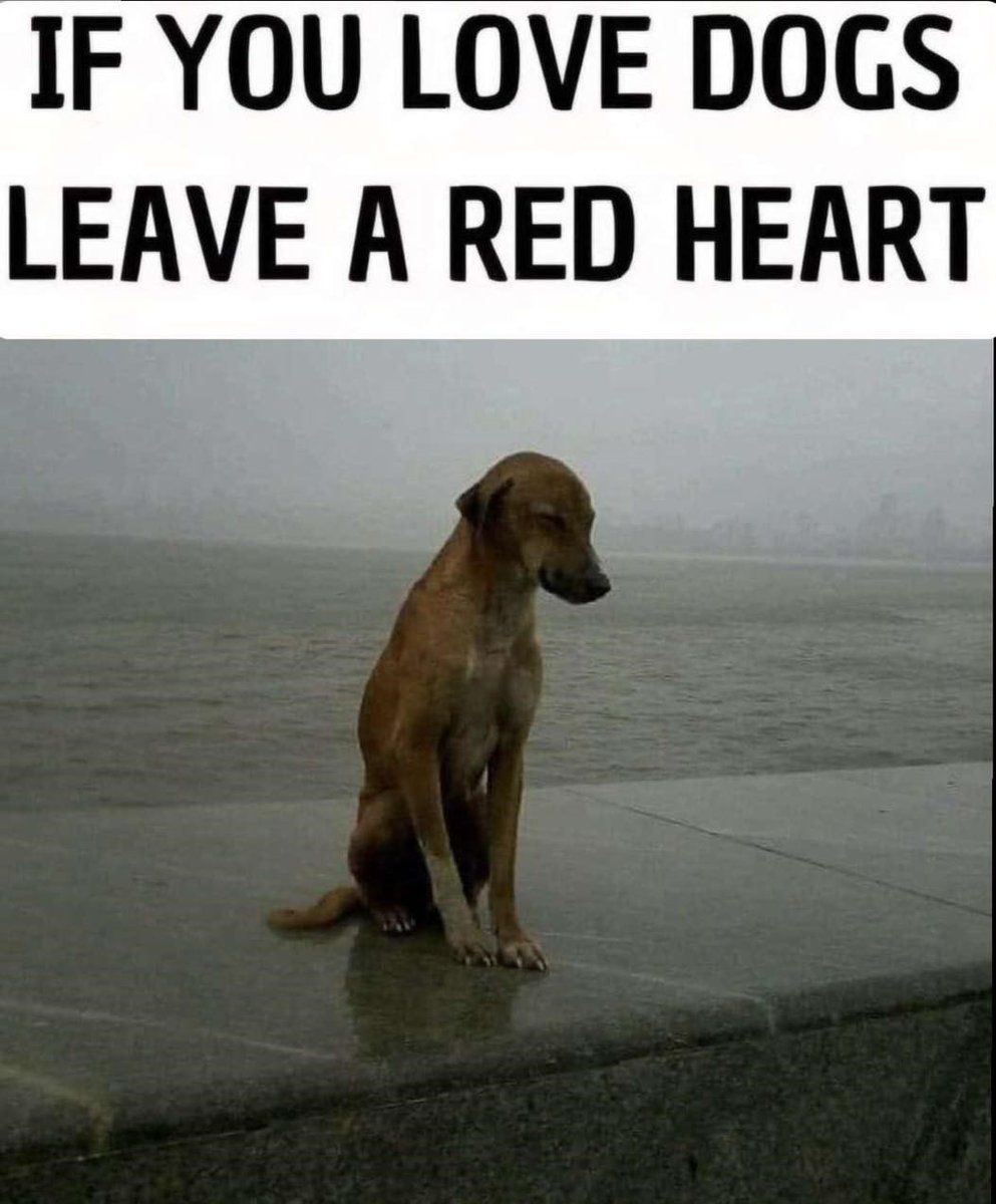 Every dogs deserves a home and adoption❤ 🙏