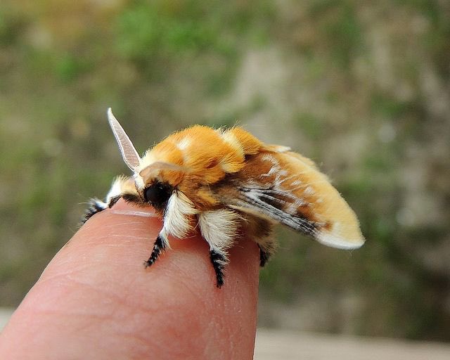 Cute moth ✨