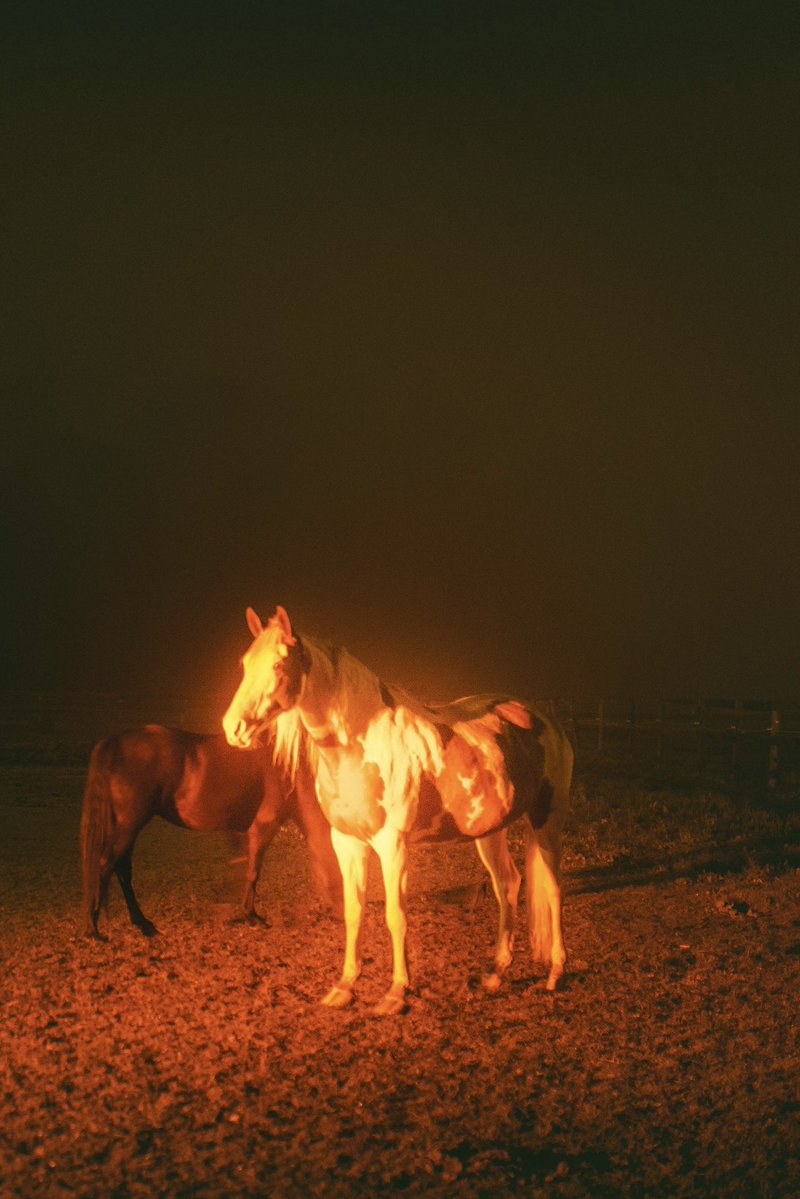 briscoepark's tweet image. i came across a horse glowing in the light from the cracked barn door
