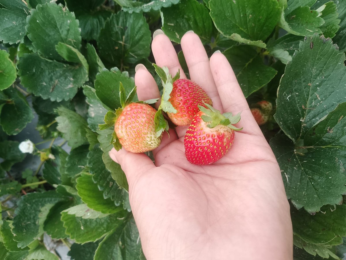 Universidad de América tweet media