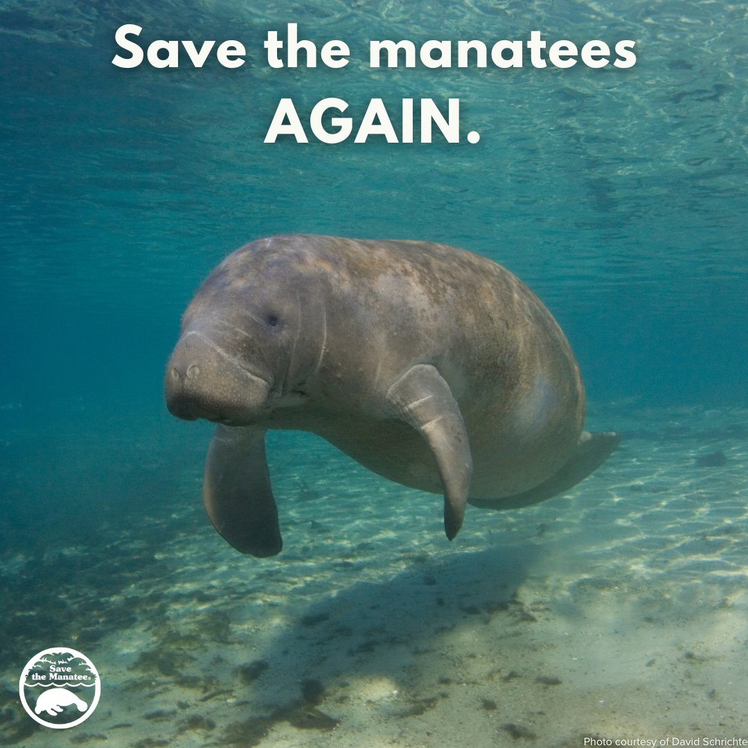 This #WorldAnimalDay it's time to save the manatees, again. Congress wants to revise the Marine Mammal Protection Act and strip away protections for manatees. Contact your representatives and tell them to oppose changes to the MMPA at savethemanatee.org/preserve-esa-m…