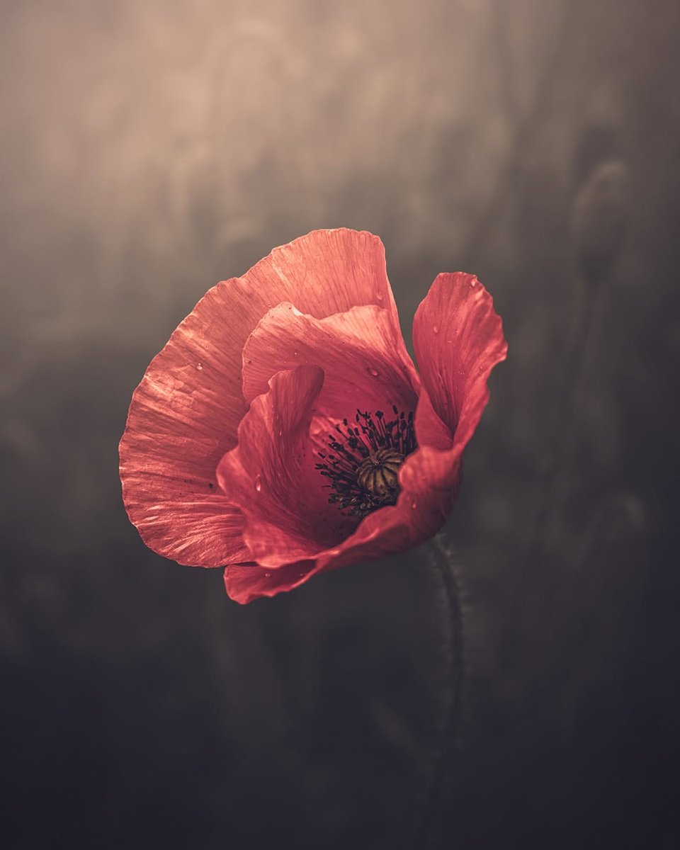 «El amor no es solo un sentimiento. 
Es también un arte».

~ Antonio Gala (1930–2023) 
·

© Michaela Julia