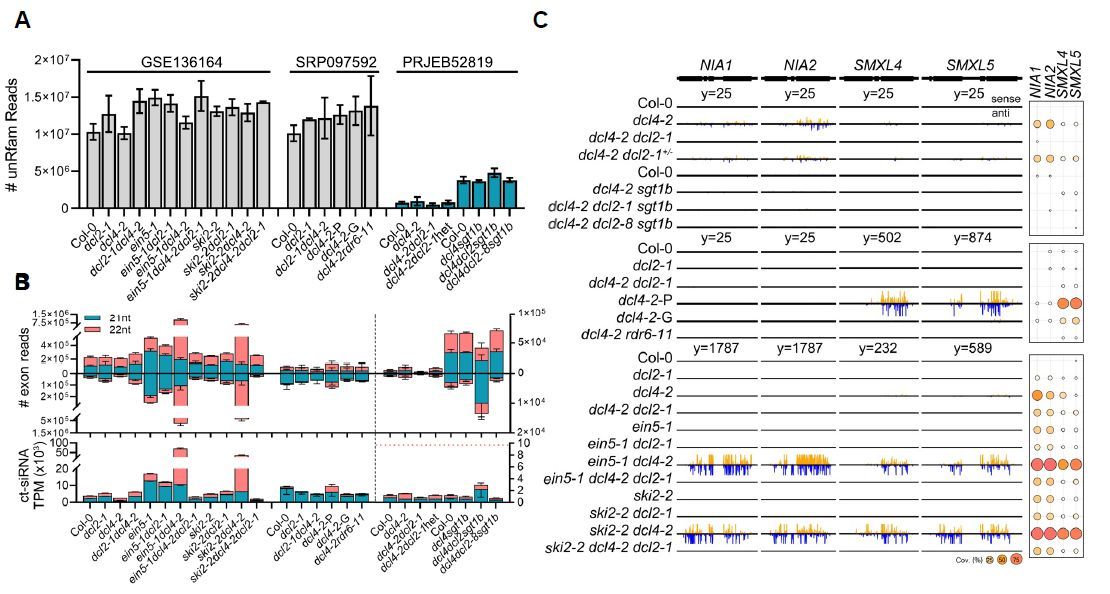 ThePlantCell's tweet image. LETTER TO THE EDITOR: The action of Arabidopsis DICER-LIKE 2 in plant growth inhibition (Yuelin Liu, Wei Yan, Qianyan Linghu, Huijuan Tan, Hongwei Guo) doi.org/10.1093/plcell… @ASPB #PlantSci