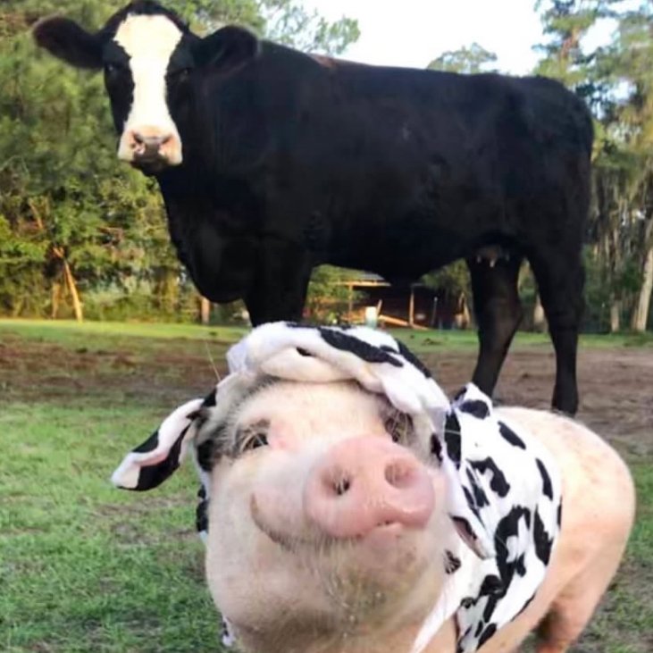 📅 7th October 2025
🐮 Mocha and Popplecow
🏷️ Instagram/prossyandpops_helpinghooves
💕 #animaloftheday