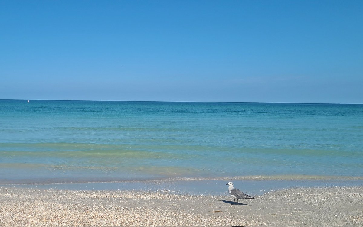 BeachFrmFL's tweet image. These blue skies 💙 #Florida #nofilter