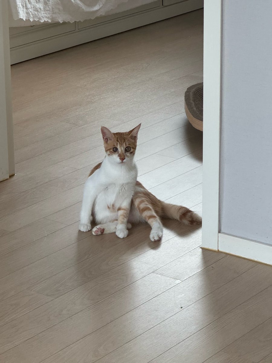 Here is a new member of Lee family and Chaeri chaesoo new friend 🐱