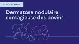 Image de Préfète de l'Ain - Dermatose nodulaire contagieuse bovine (DNC)
Suite à l’évolution favorable de la situation sanitai