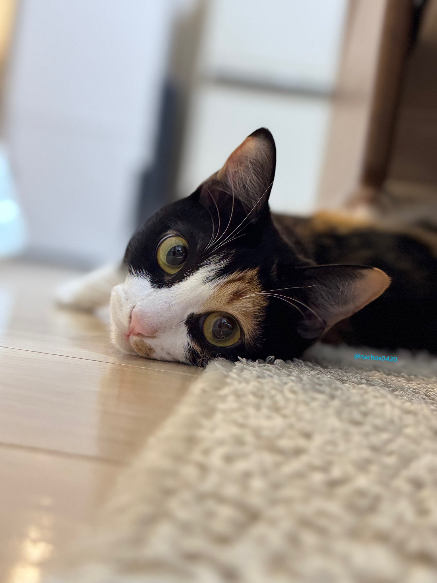 猫ココ これなんだろう…とにかくねこ成分ゼロな気しかしない… #袋猫